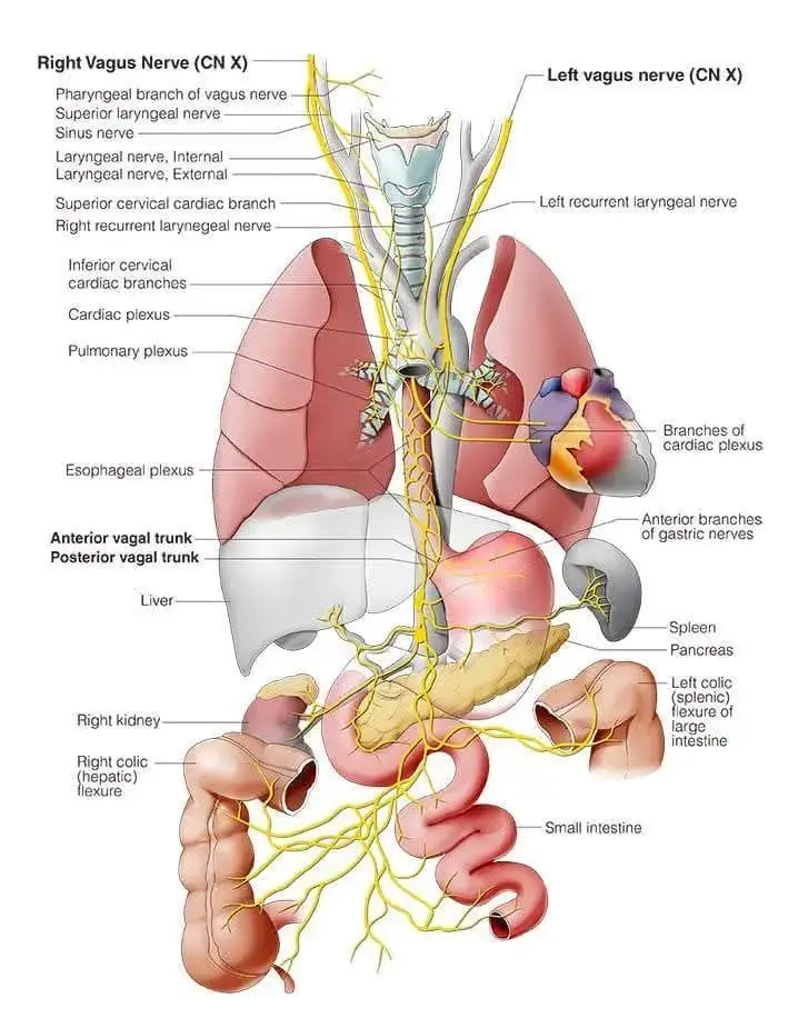 Terapia Manual Polivagal